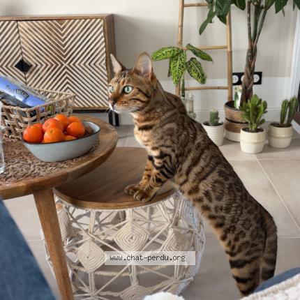 Photo 1/1 Nell Chat perdu à Saint imoges