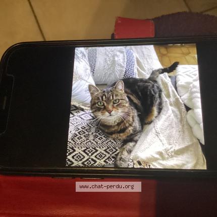 Photo de chat perdu à Thianges