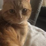 Photo de chat perdu à Saint Just De Claix