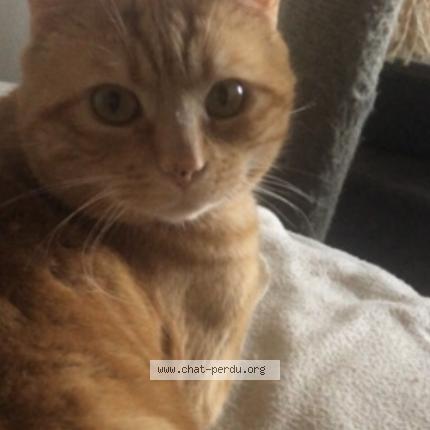 Photo 1/1 Mio Chat perdu à Saint just de claix