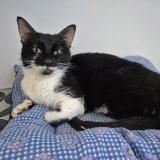 Photo de chat trouvé à Colomiers