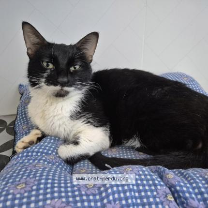 Photo 1/1 Chat trouvé Trouvé à Colomiers