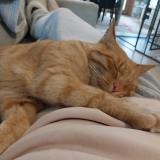 Photo de chat perdu à Heric