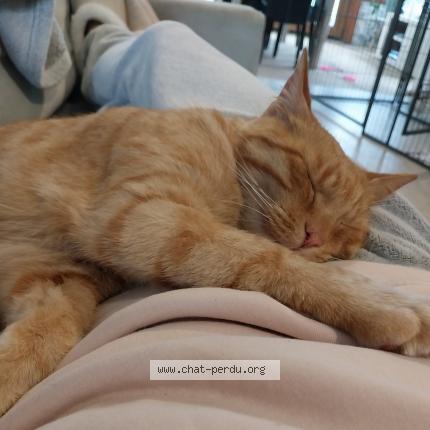 Photo 1/1 Pago Chat perdu à Heric