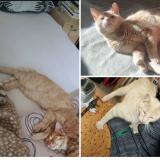 Photo de chat perdu à Devesset