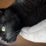 Photo de chat perdu à Villers Au Flos