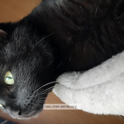 Photo 1/1 Tarzan Chat perdu à Villers au flos