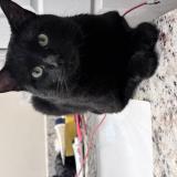 Photo de chat perdu à Cape Coral