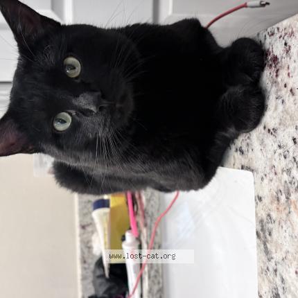 Photo 1/1 kuro Chat perdu à Cape coral