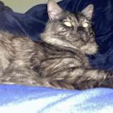 Photo de chat perdu à Carrieres Sous Poissy