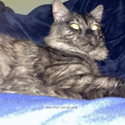 Photo 1/1 Chat retrouvé Perdu à Carrieres sous poissy
