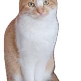 Photo de chat perdu à Madrid