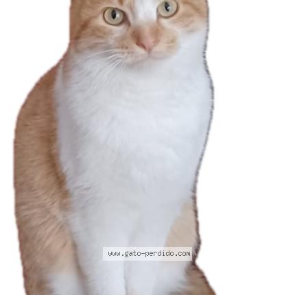 Photo 1/4 Terrón Chat perdu à Madrid