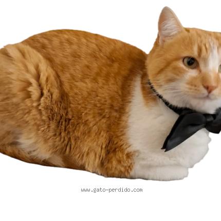 Photo 2/4 Terr&oacute;n Chat perdu à Madrid