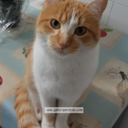 Photo 3/4 Terrón Chat perdu à Madrid