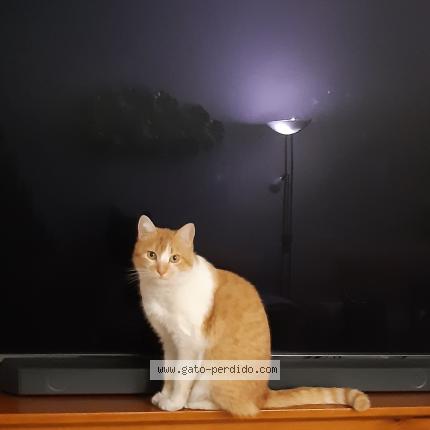 Photo 4/4 Terrón Chat perdu à Madrid