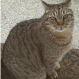 Photo de chat perdu à Saint Raphael