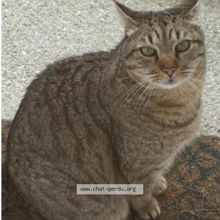 Photo 1/1 Vaska Chat perdu à Saint raphael