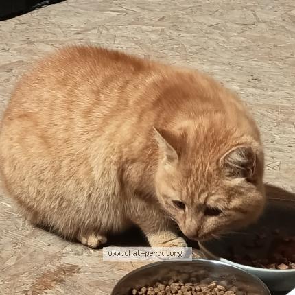 Photo 1/1 Chat trouvé Trouvé à Orcay