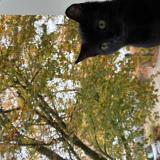 Photo de chat perdu à Chantilly