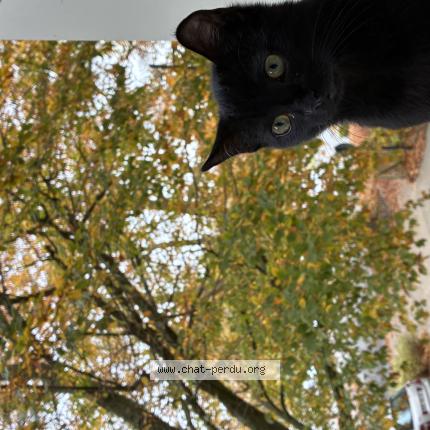 Photo 1/1 razmo Chat perdu à Chantilly