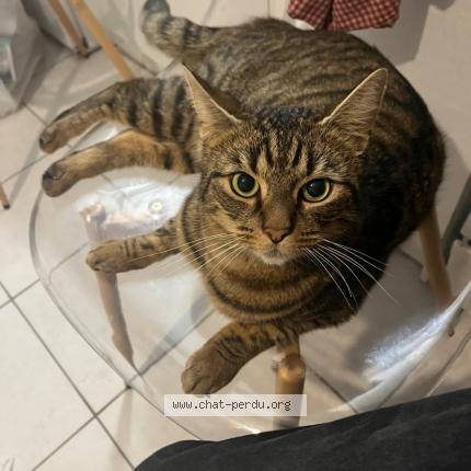 Photo de chat perdu à Le Puy Notre Dame