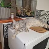 Photo de chat perdu à Venansault