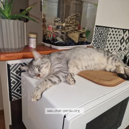 Photo 1/1 Nuage Chat perdu à Venansault