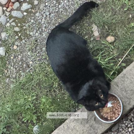 Photo 1/1 Chat trouvé Trouvé à Coventry