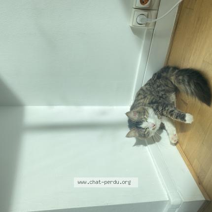 Photo 1/1 Blum Chat perdu à Marly le roi