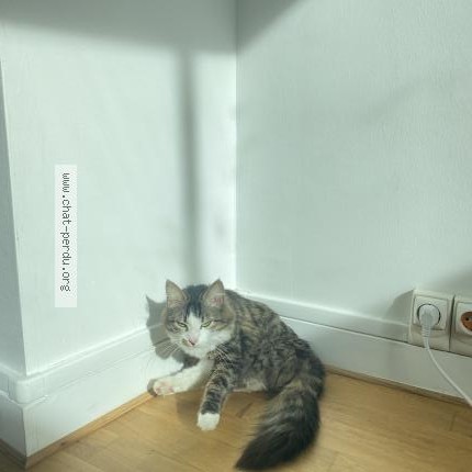 Photo 1/1 Blum Chat perdu à Marly Le Roi