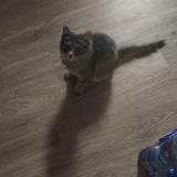 Photo de chat perdu à Phoenix