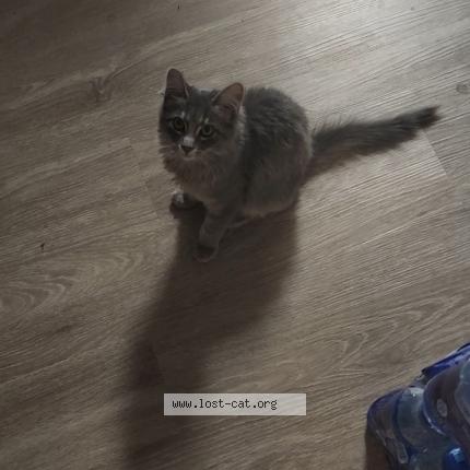 Photo 1/1 Ciaran Chat perdu à Phoenix