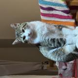 Photo de chat perdu à Savigny Le Temple