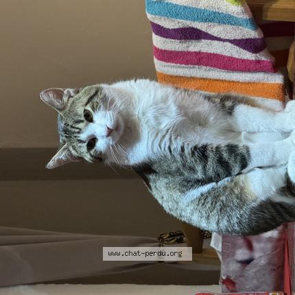 Photo 1/1 Hawk Chat perdu à Savigny le temple