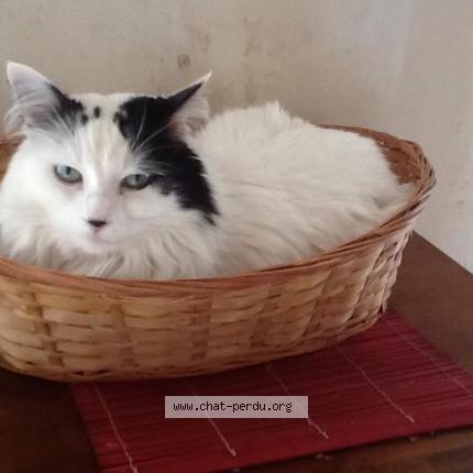 Photo 1/1 Eliot Chat perdu à La vieille lyre