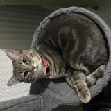 Photo de chat perdu à Bourges