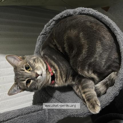 Photo 1/1 Mimi Chat perdu à Bourges