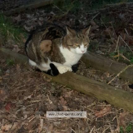 Photo 1/1 Chat retrouvé Perdu à Bazoches sur guyonne