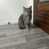 Photo de chat trouvé à Argenteuil