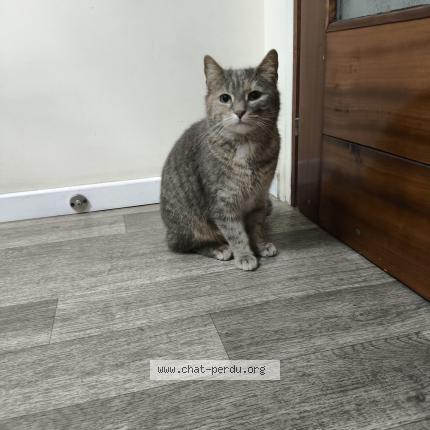 Photo 1/1 Chat trouvé Trouvé à Argenteuil