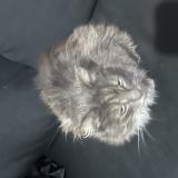 Photo de chat trouvé à Chelles