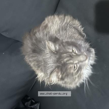 Photo 1/1 Chat trouvé Trouvé à Chelles