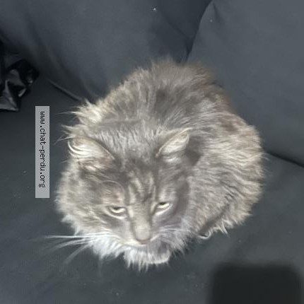 Photo 1/1 Chat trouvé Trouvé à Chelles