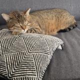 Photo de chat perdu à Noailles