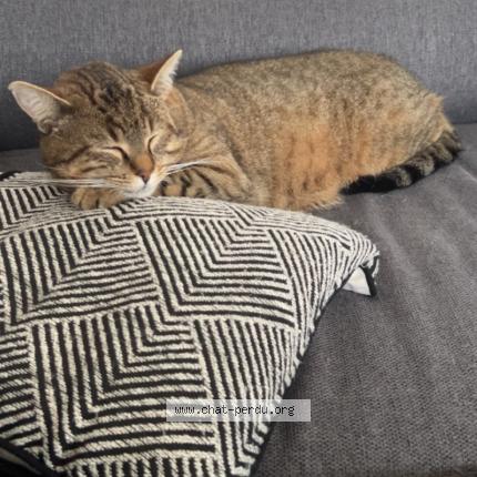 Photo 1/1 Tigrou Chat perdu à Noailles