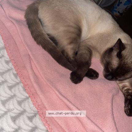 Photo 1/1 Symba Chat perdu à Marcq en baroel