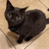 Photo de chat perdu à Lynn