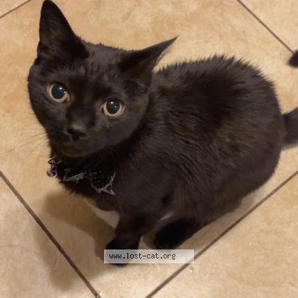 Photo 1/1 Bonnie Chat perdu à Lynn