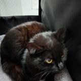 Photo de chat trouvé à Clichy